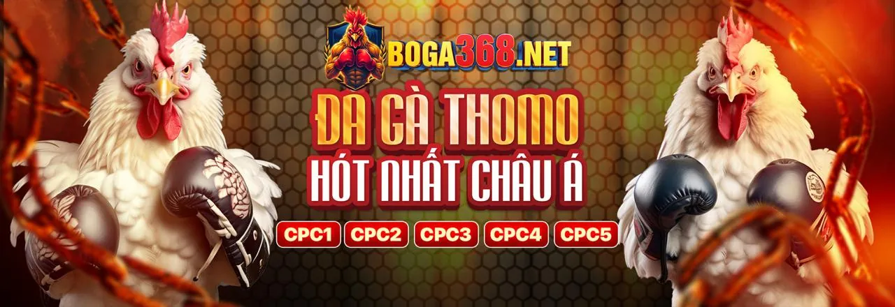 Đá gà trực tuyến kịch tính tại ứng dụng qq888